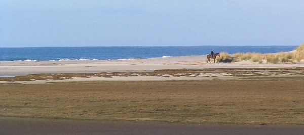 A race horse gets a fresh morning ride at Brighton beach